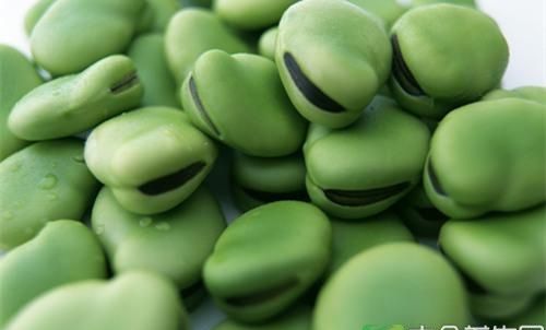 蚕豆的外部形态和内部结构