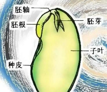 蚕豆的内部结构有哪些,蚕豆的外部形态和内部结构?图2