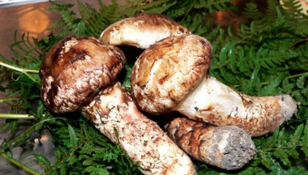 松茸保存的方法,松茸的保存方式是什么图3