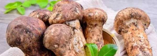 松茸保存的方法,松茸的保存方式是什么图2