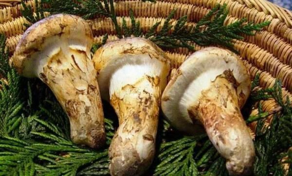 松茸保存的方法,松茸的保存方式是什么图1