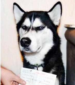 18年与40年前的哈士奇对比，因为人类的这个行为？如今惨不忍睹！