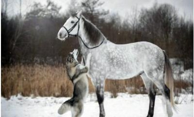 ​18年与40年前的哈士奇对比，因为人类的这个行为？如今惨不忍睹！