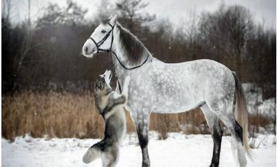 18年与40年前的哈士奇对比，因为人类的这个行为？如今惨不忍睹！