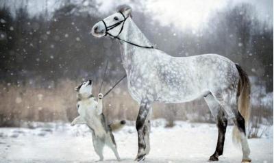 18年与40年前的哈士奇对比，因为人类的这个行为？如今惨不忍睹！