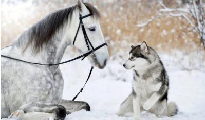 18年与40年前的哈士奇对比，因为人类的这个行为？如今惨不忍睹！