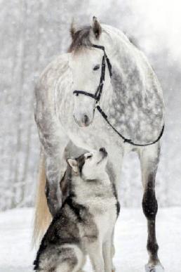 18年与40年前的哈士奇对比，因为人类的这个行为？如今惨不忍睹！