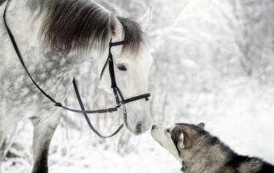 18年与40年前的哈士奇对比，因为人类的这个行为？如今惨不忍睹！