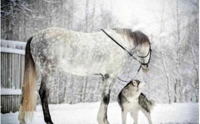 18年与40年前的哈士奇对比，因为人类的这个行为？如今惨不忍睹！