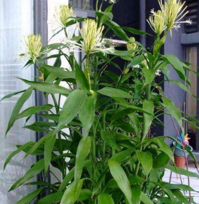 富贵竹的养殖方法及养护知识（富贵竹养护好了）(6)