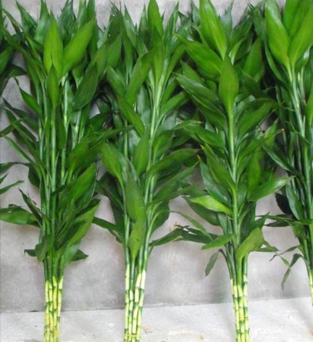 富贵竹的养殖方法及养护知识（富贵竹养护好了）(2)