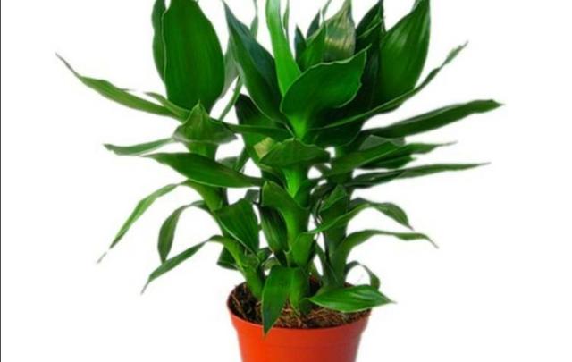 富贵竹的养殖方法及养护知识（富贵竹养护好了）(1)