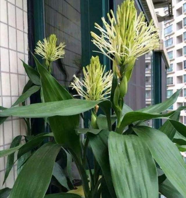 富贵竹的养殖方法及养护知识（富贵竹养护好了）(5)