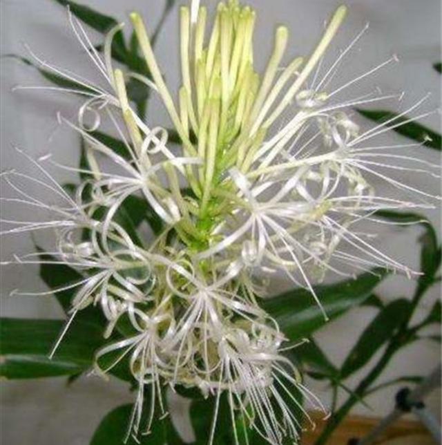 富贵竹的养殖方法及养护知识（富贵竹养护好了）(4)