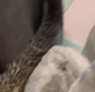 ​女子闻到焦味，抬头后发现猫咪尾巴着火了，一时间都语塞了