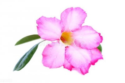 ​长春花花语是什么意思（长春花开，花大艳丽，花语是愉快的回忆)