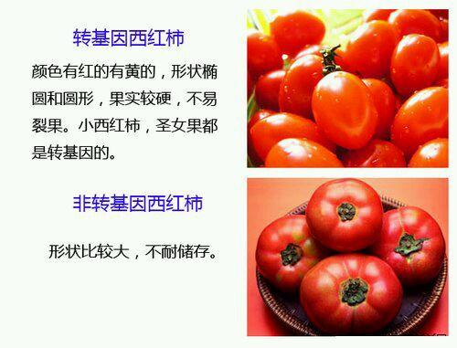 看什么是转基因食品（认识转基因食品）(2)