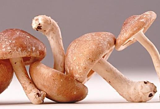 干香菇为什么比鲜香菇味道好？香菇为什么要晒干了再泡来吃