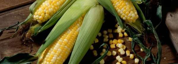 玉米粒底部是黑色的能吃,玉米粒根部发黑能吃吗图2