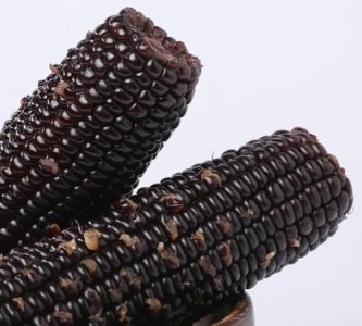 ​玉米粒底部是黑色的能吃,玉米粒根部发黑能吃吗