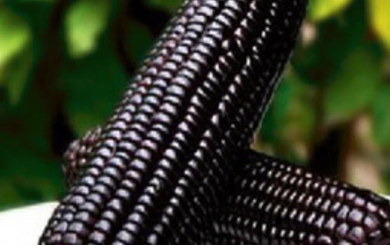 玉米里面有黑色的还可以吃吗?