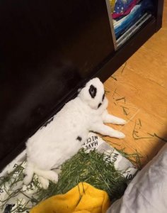 ​兔子吃蔬菜还能喝水吗(兔子吃青菜还要喝水吗)