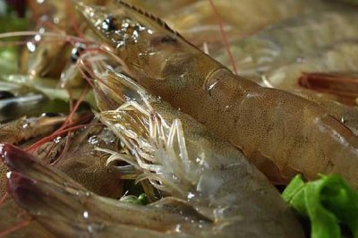 ​基围虾可以隔夜吃吗 基围虾吃多了对身体有害吗