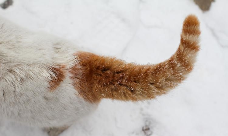 身长肢短尾巴粗的是什么动物