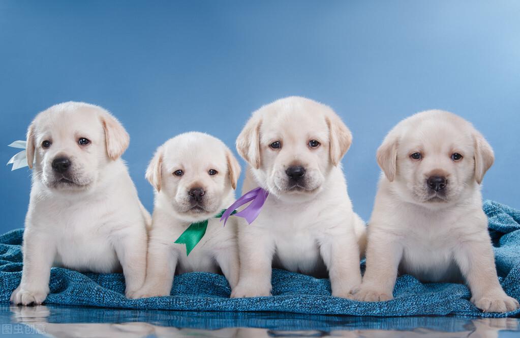 如何看拉布拉多犬纯不纯（拉布拉多犬怎么看纯不纯）