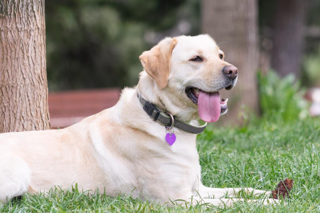 如何看拉布拉多犬纯不纯（拉布拉多犬怎么看纯不纯）