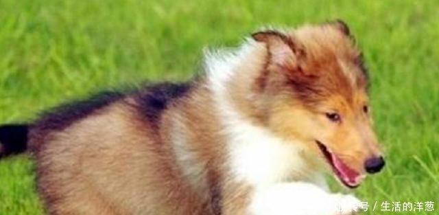 宠物说纯种苏格兰牧羊犬标准,该怎么挑选苏牧幼犬!