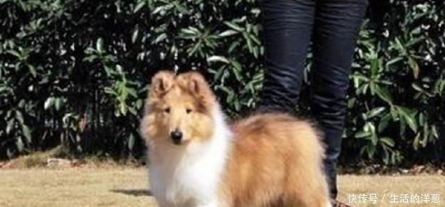 宠物说纯种苏格兰牧羊犬标准,该怎么挑选苏牧幼犬!