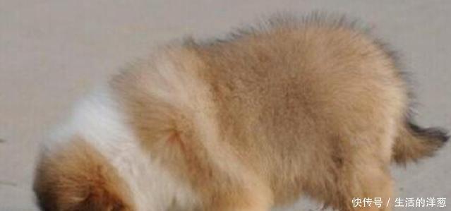 宠物说纯种苏格兰牧羊犬标准,该怎么挑选苏牧幼犬!