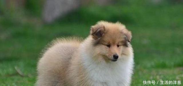 宠物说纯种苏格兰牧羊犬标准,该怎么挑选苏牧幼犬!