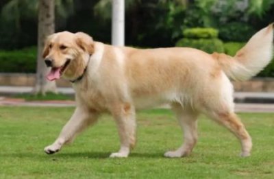 ​这6个动作泰迪经常做，养狗多年的你读懂了吗？泰迪训练教程18个技巧