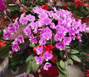 ​蝴蝶兰开完花后花杆怎么办？别盲目修剪，剪错是损失，剪对有2个“惊喜”