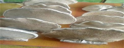 ​白灵芝有哪些功效和作用