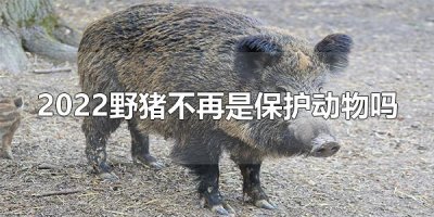 ​2025野猪不再是保护动物吗 野猪是二级保护动物