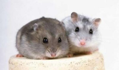 ​毛丝鼠的简介-毛丝鼠怎么养？