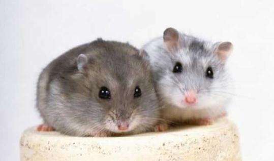 毛丝鼠的简介-毛丝鼠怎么养?