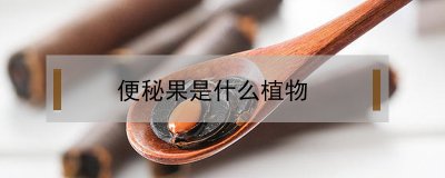 ​便秘果是什么植物