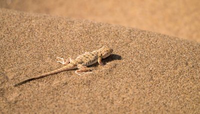 ​壁虎为什么会断尾巴