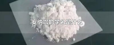 ​安纳咖的学名是什么