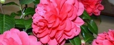 ​茶花叶子掉光了能活吗