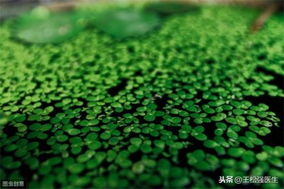 ​浮萍 中药—浮萍 性味归经