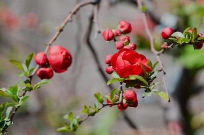 ​长寿花海棠怎么养殖？这样养，春来花开“满堂红”