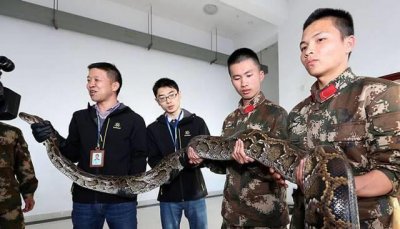 ​深圳盐田港边防禁区抓获近5米长大蟒蛇