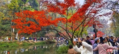 ​【每日一图@湖南】岳麓山的红枫美到封神，每个角落都很惊艳