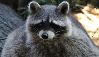 ​浣熊咬伤中国球迷 喀山动物园进行狂犬病检查