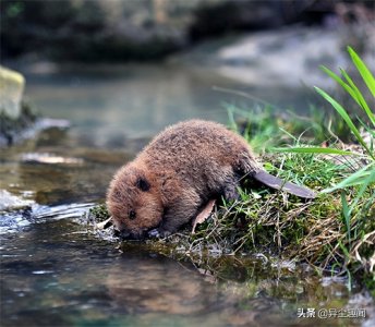 ​好想养一只！30张疗愈「胖嘟嘟河狸照」 洗手手的样子太萌了